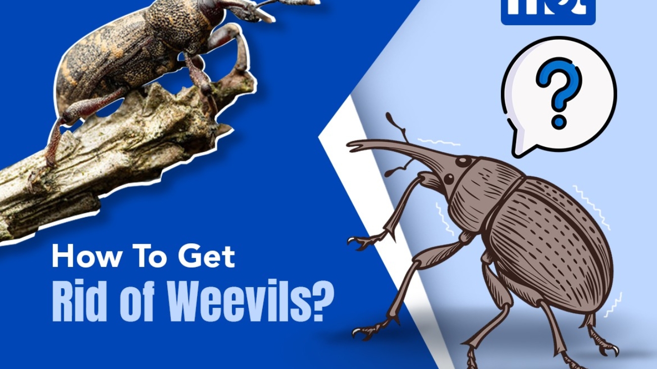 How To Get Rid of Weevils?
