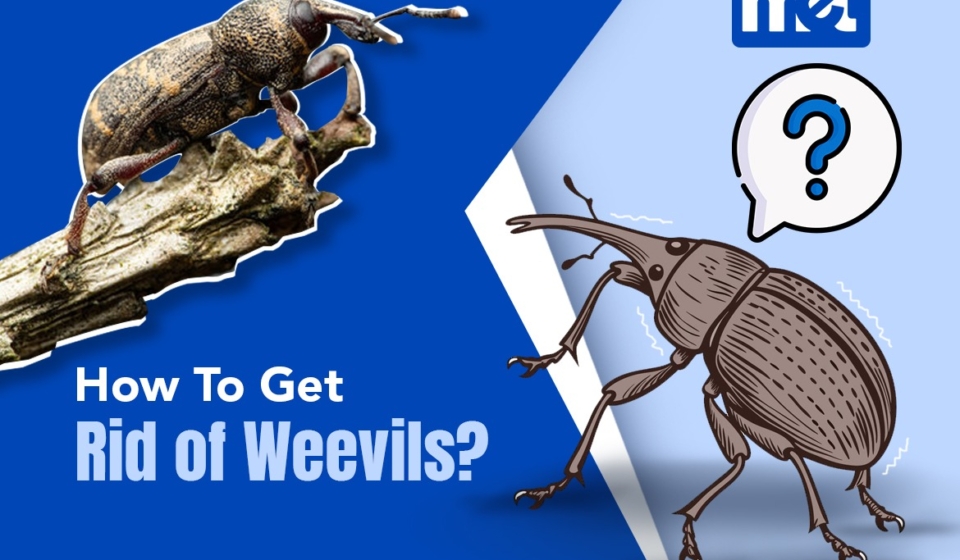 How To Get Rid of Weevils?