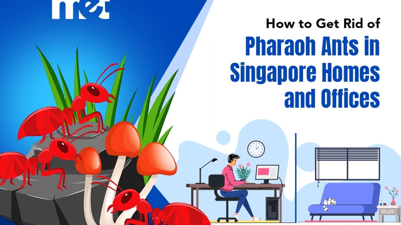 How to Get Rid of Pharaoh Ants in Singapore Homes and Offices