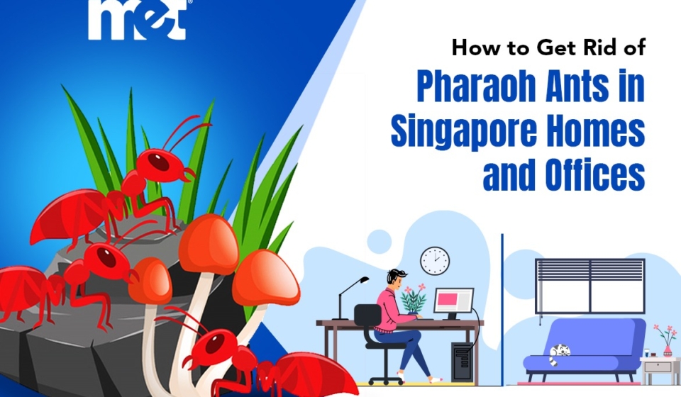 How to Get Rid of Pharaoh Ants in Singapore Homes and Offices