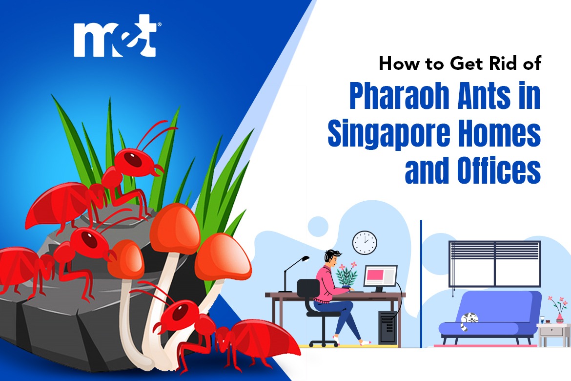 How to Get Rid of Pharaoh Ants in Singapore Homes and Offices
