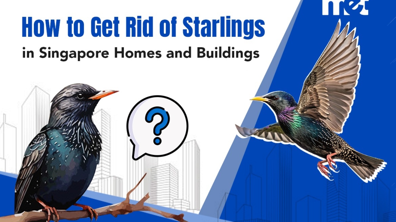 How to Get Rid of Starlings in Singapore Homes and Buildings