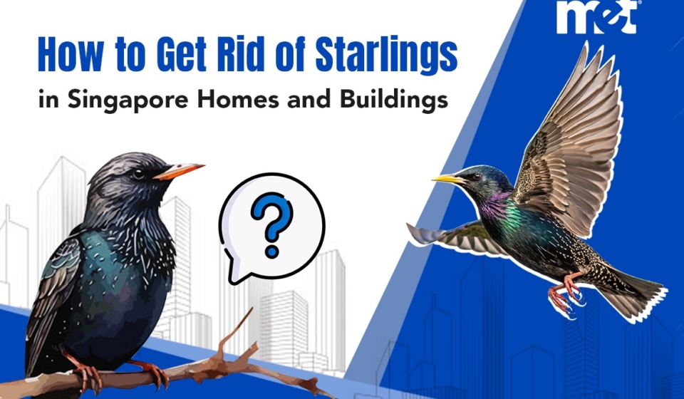How to Get Rid of Starlings in Singapore Homes and Buildings
