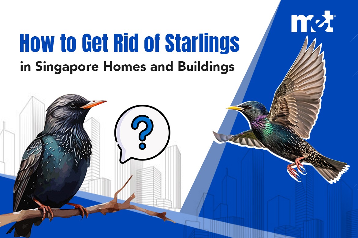 How to Get Rid of Starlings in Singapore Homes and Buildings