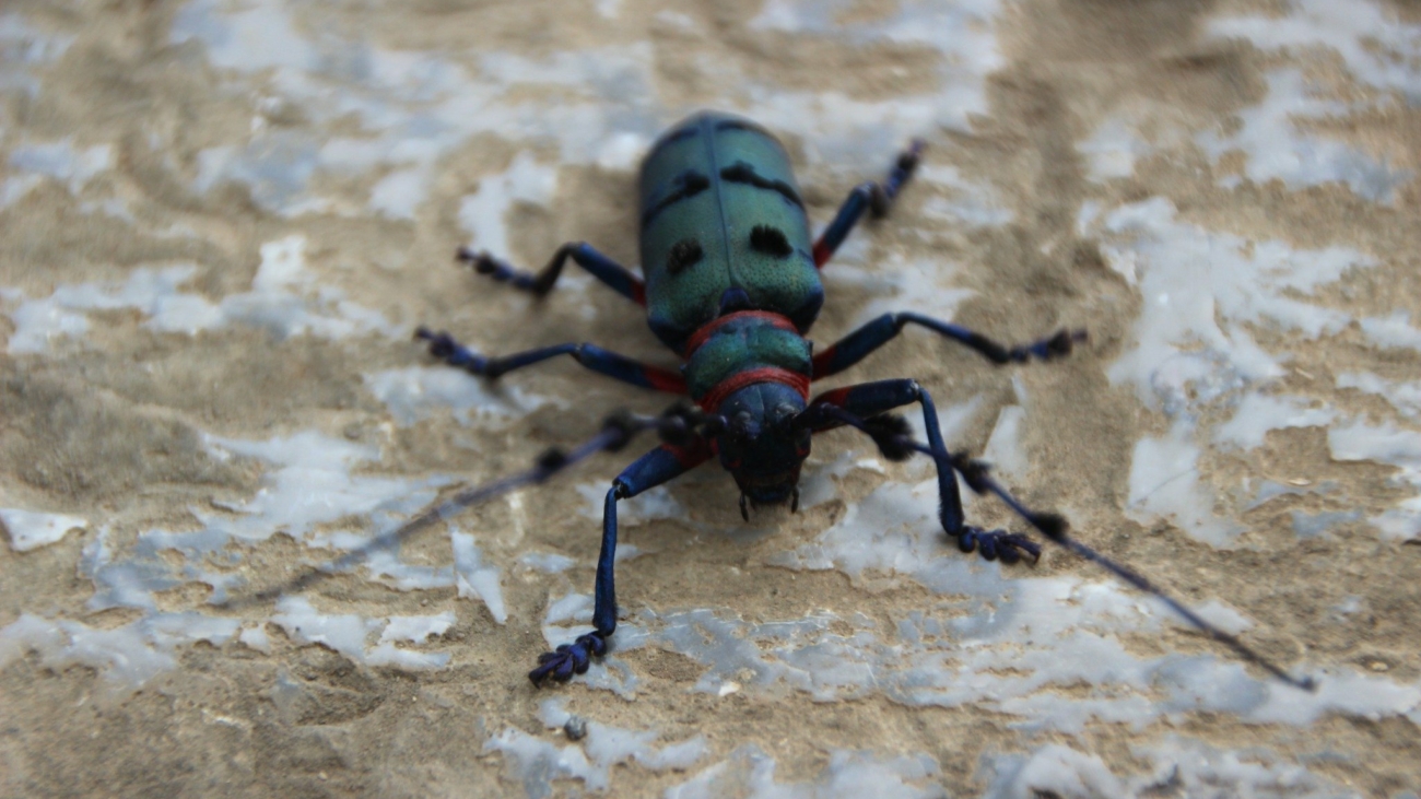 How to Get Rid of Plaster Beetles in Singapore Homes