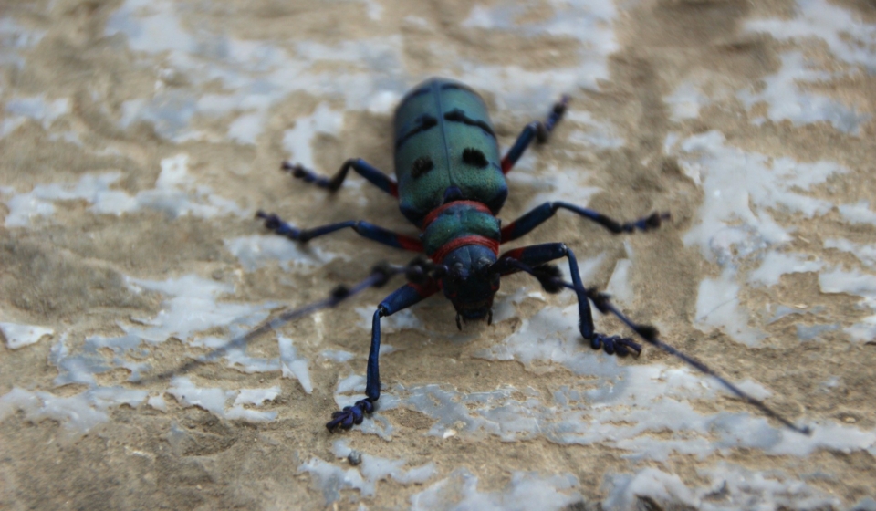 How to Get Rid of Plaster Beetles in Singapore Homes