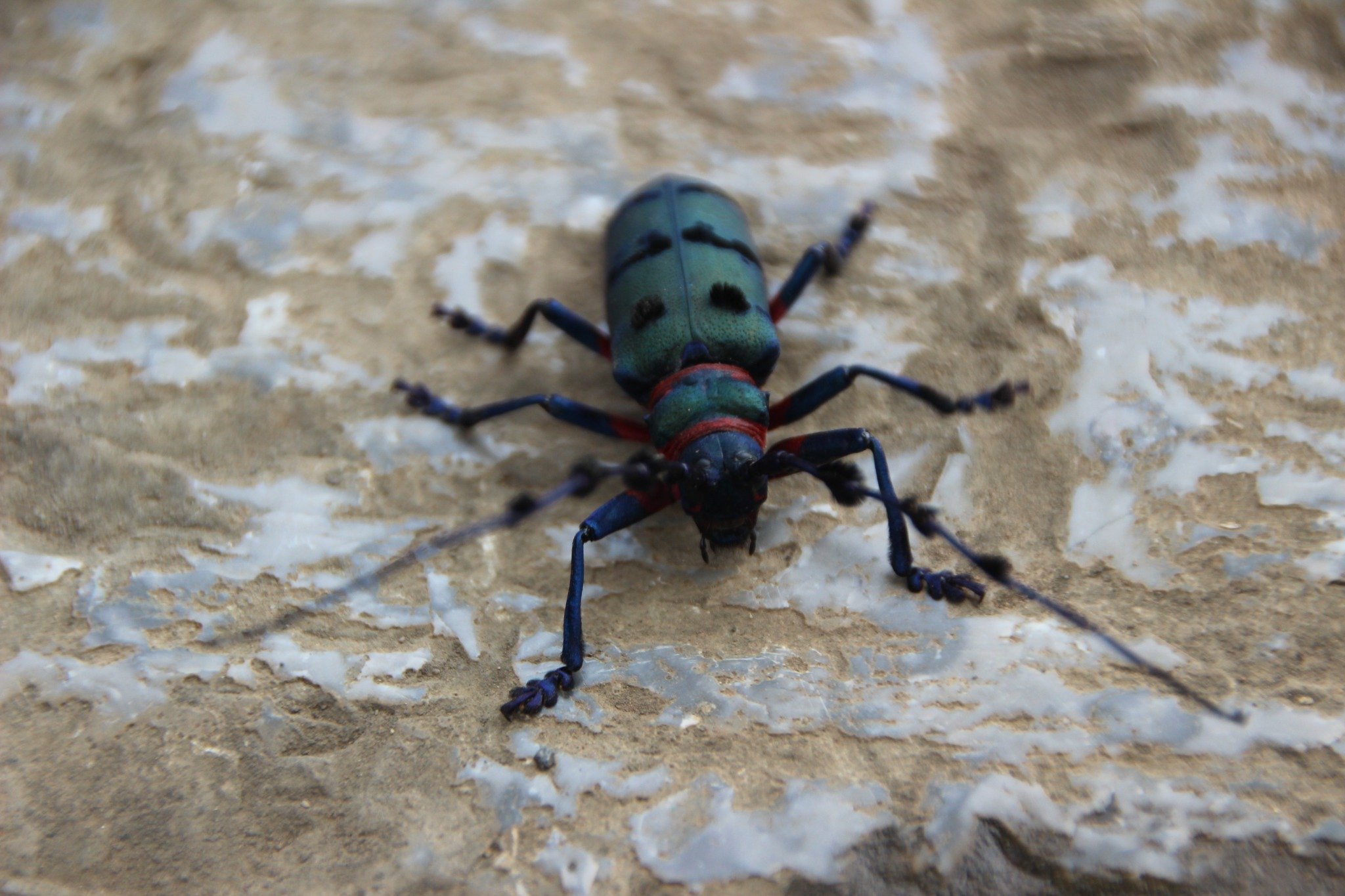 How to Get Rid of Plaster Beetles in Singapore Homes