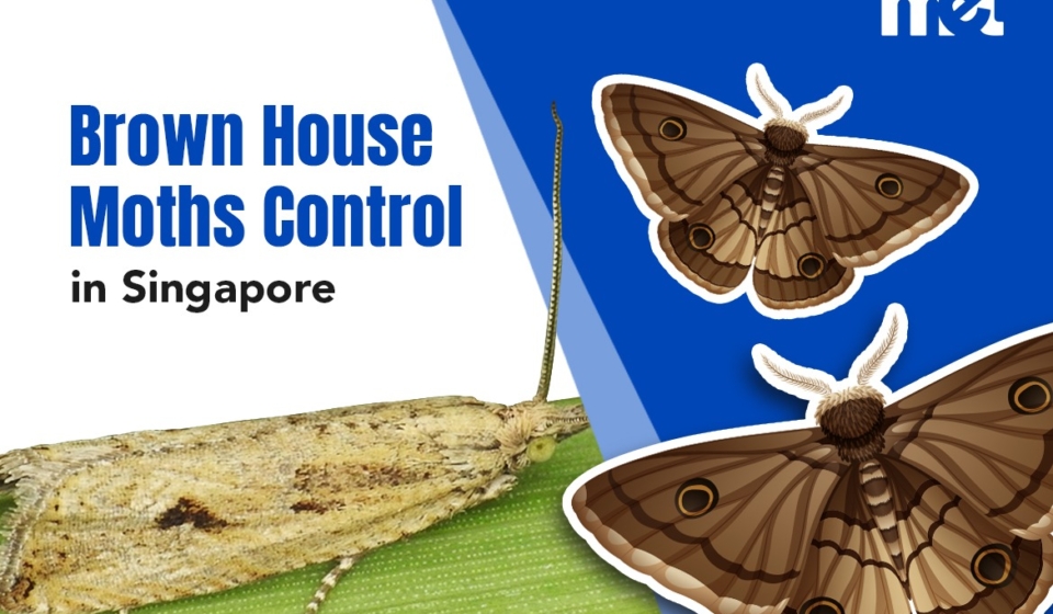 Brown House Moths Control in Singapore