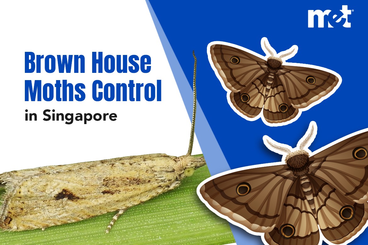 Brown House Moths Control in Singapore