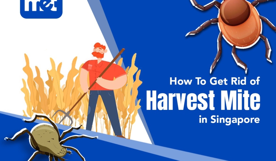 How To Get Rid of Harvest Mite in Singapore