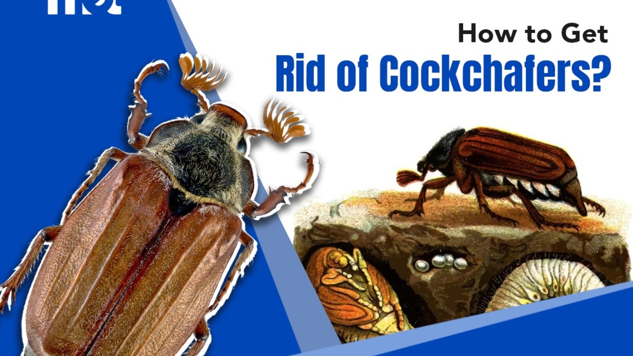 How to Get Rid of Cockchafers