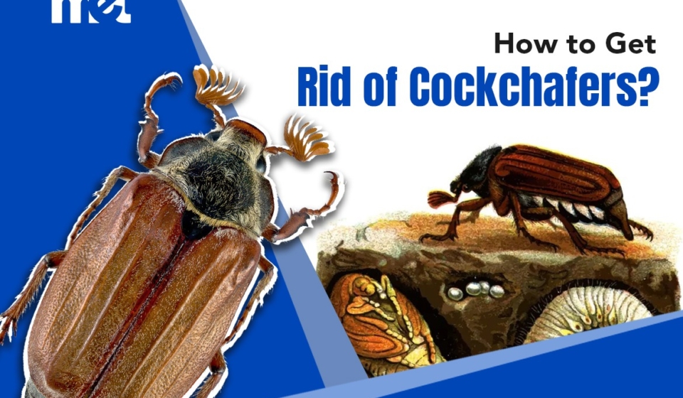 How to Get Rid of Cockchafers