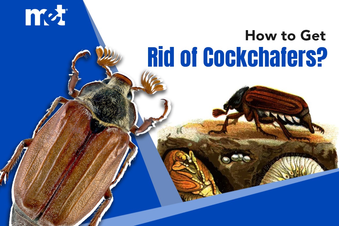 How to Get Rid of Cockchafers