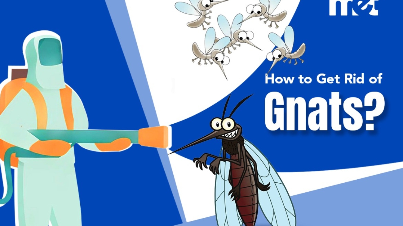 How to Get Rid of Gnats