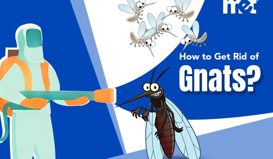 How to Get Rid of Gnats