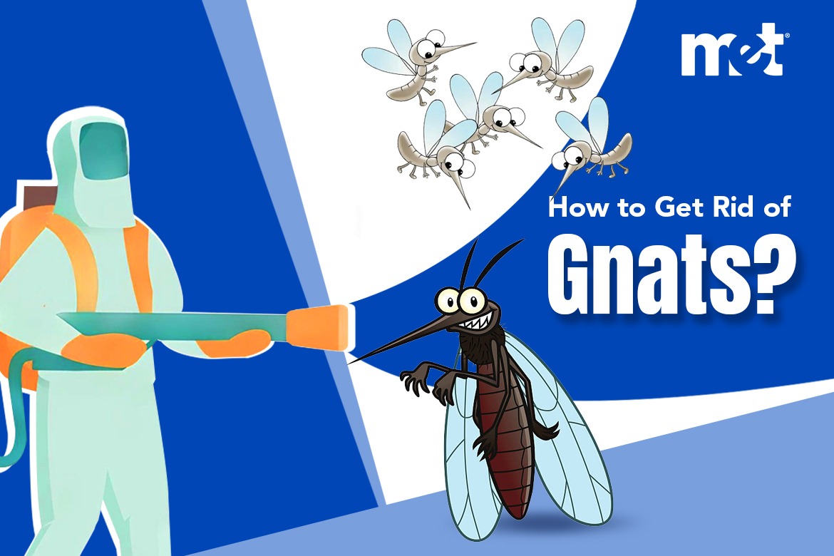 How to Get Rid of Gnats
