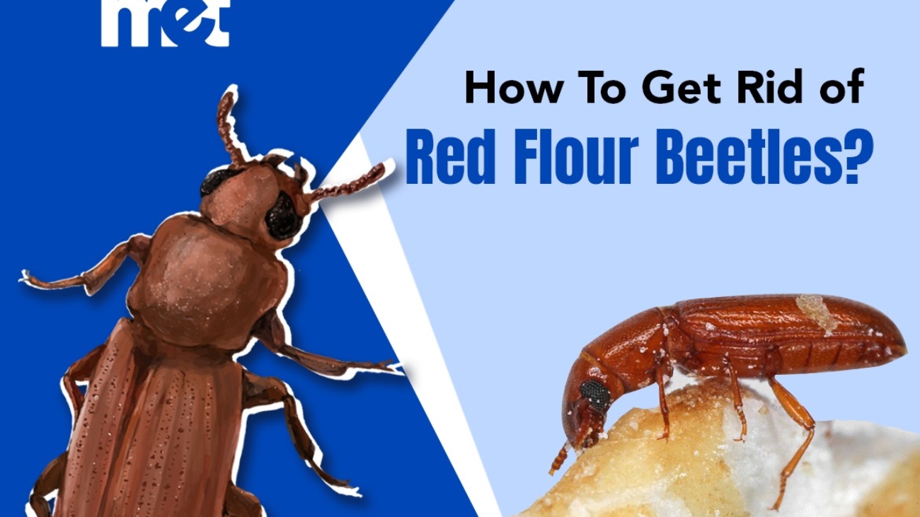 How To Get Rid of Red Flour Beetles