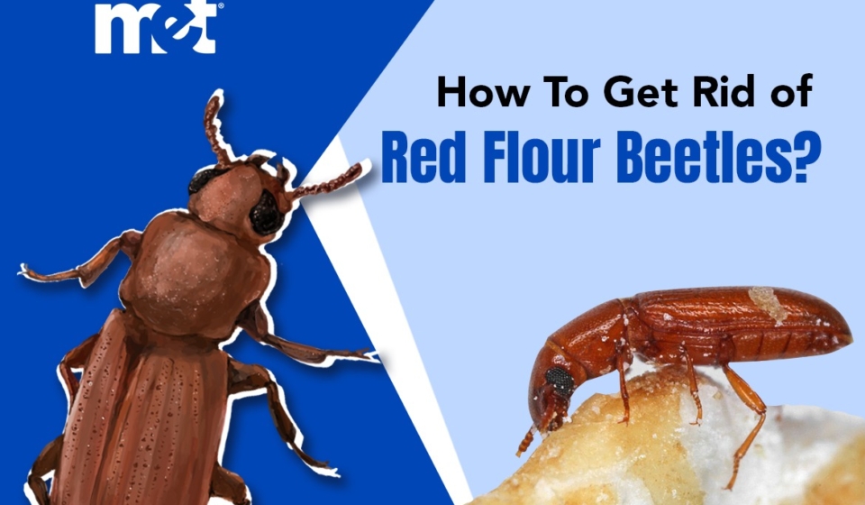 How To Get Rid of Red Flour Beetles
