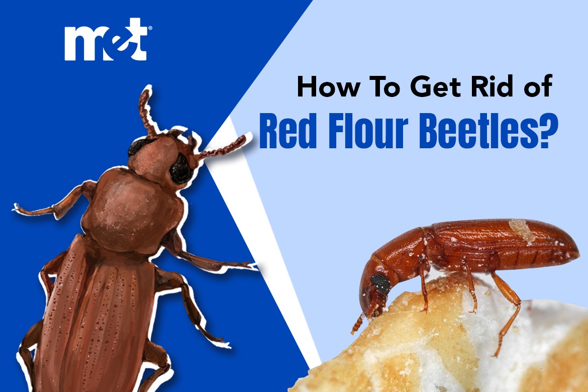 How To Get Rid of Red Flour Beetles