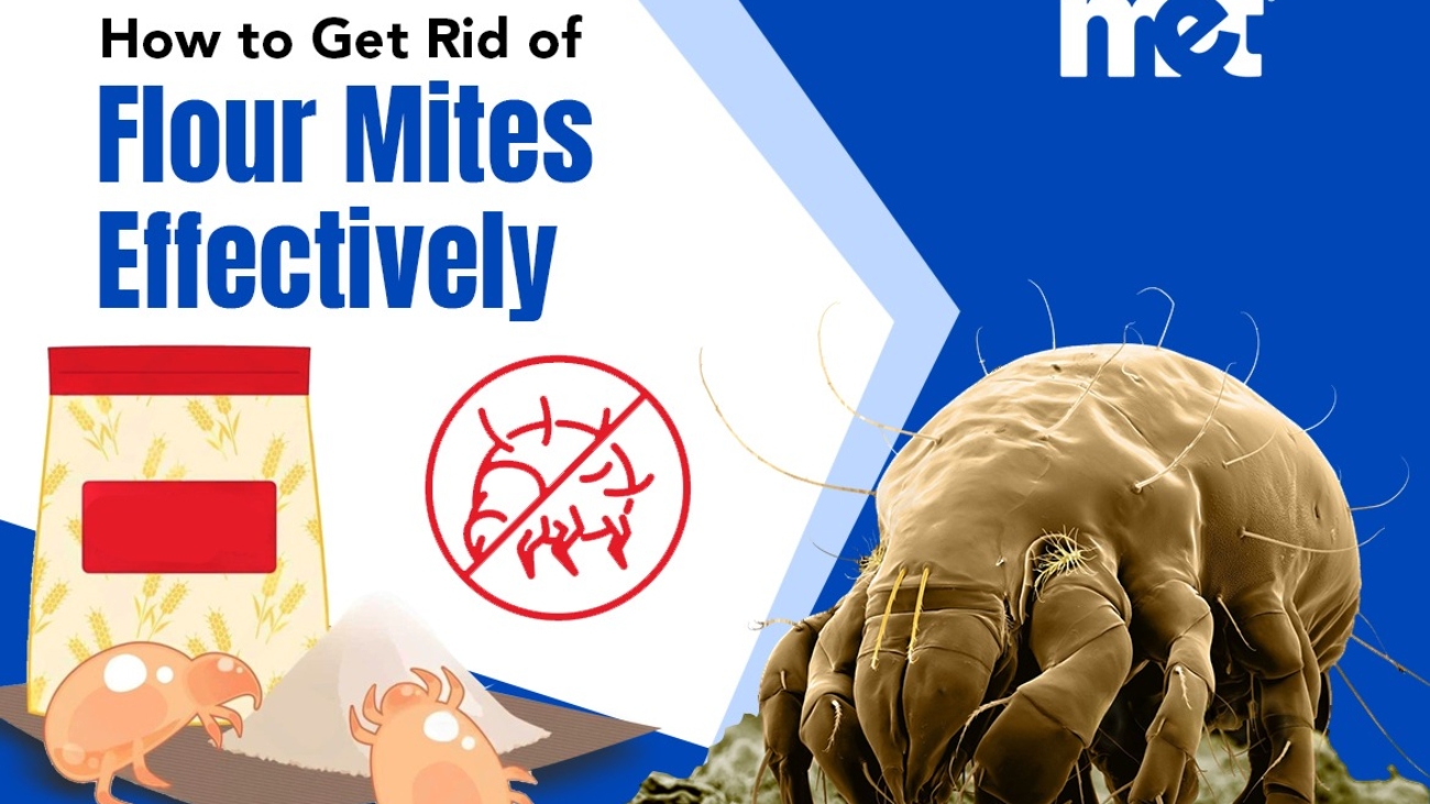 How to Get Rid of Flour Mites Effectively
