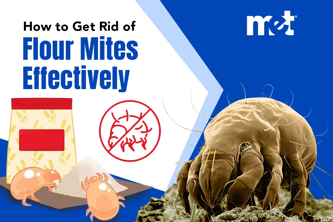 How to Get Rid of Flour Mites Effectively