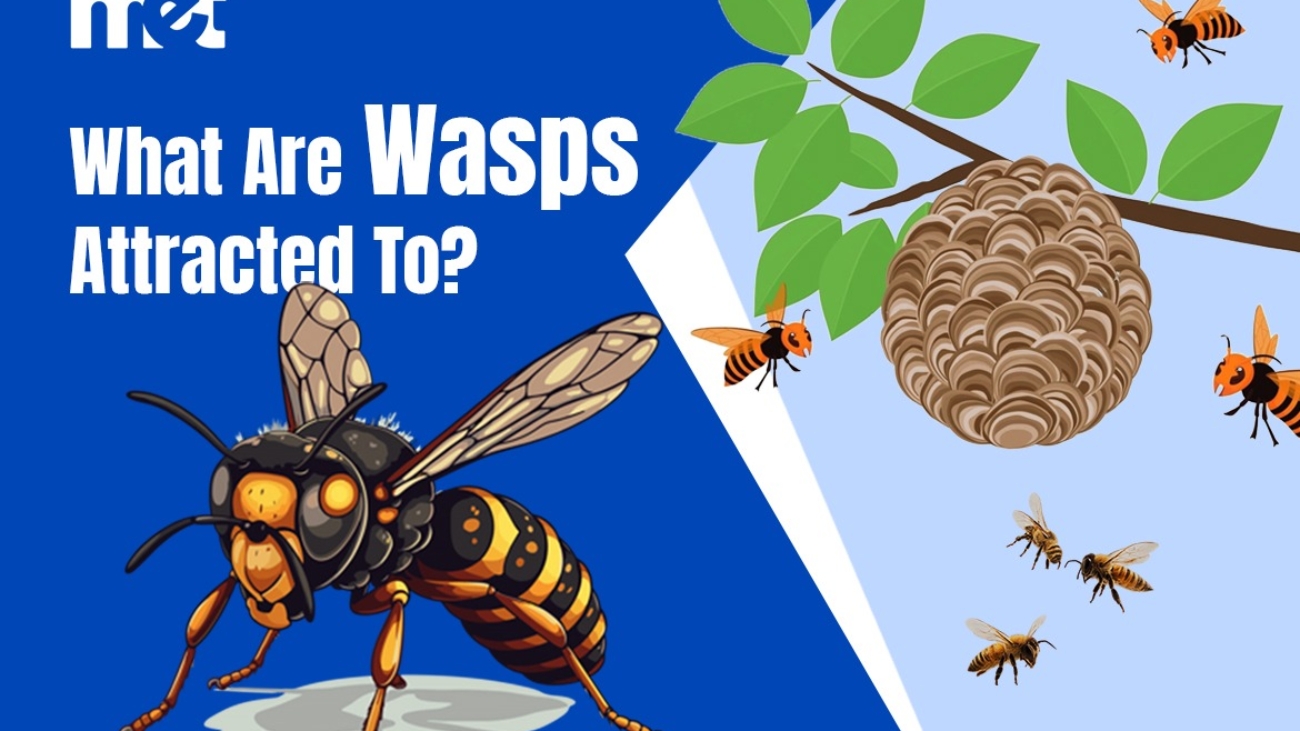 What Are Wasps Attracted To?