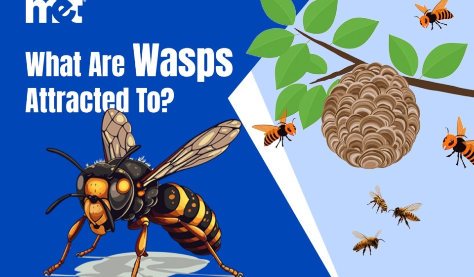 What Are Wasps Attracted To?