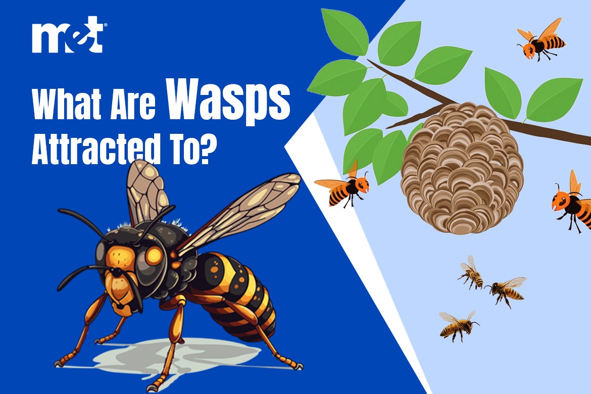 What Are Wasps Attracted To?