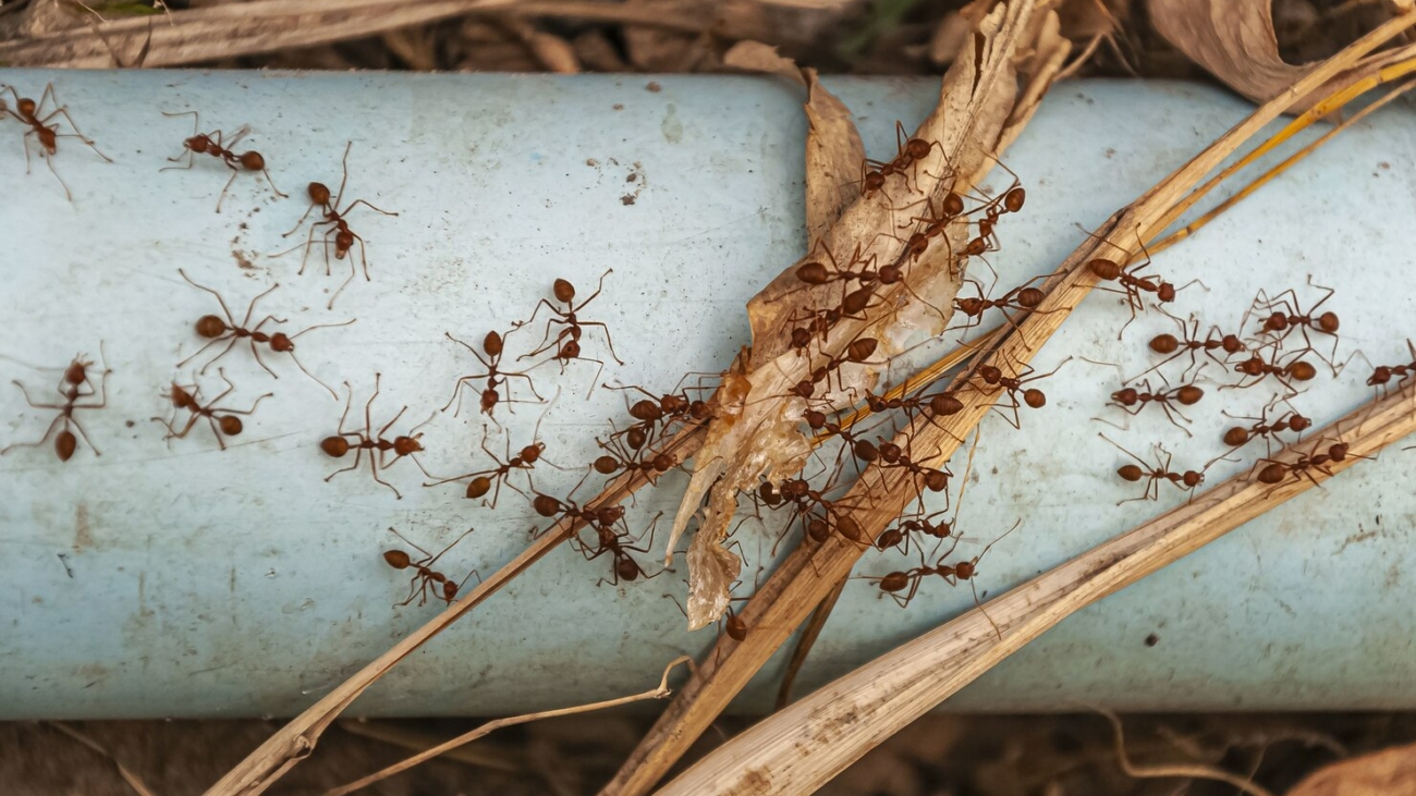 5 Common Winter Pest Infestation