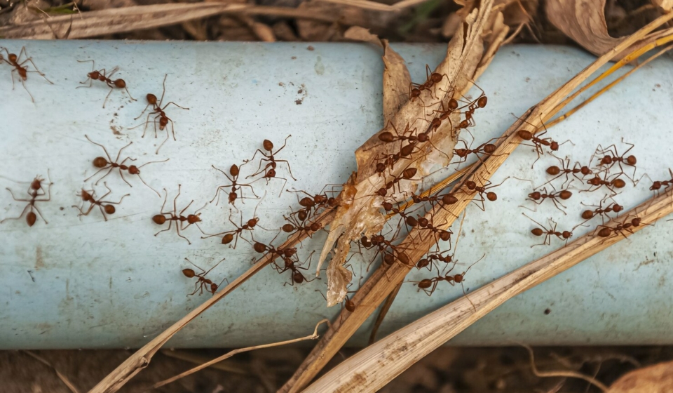 5 Common Winter Pest Infestation