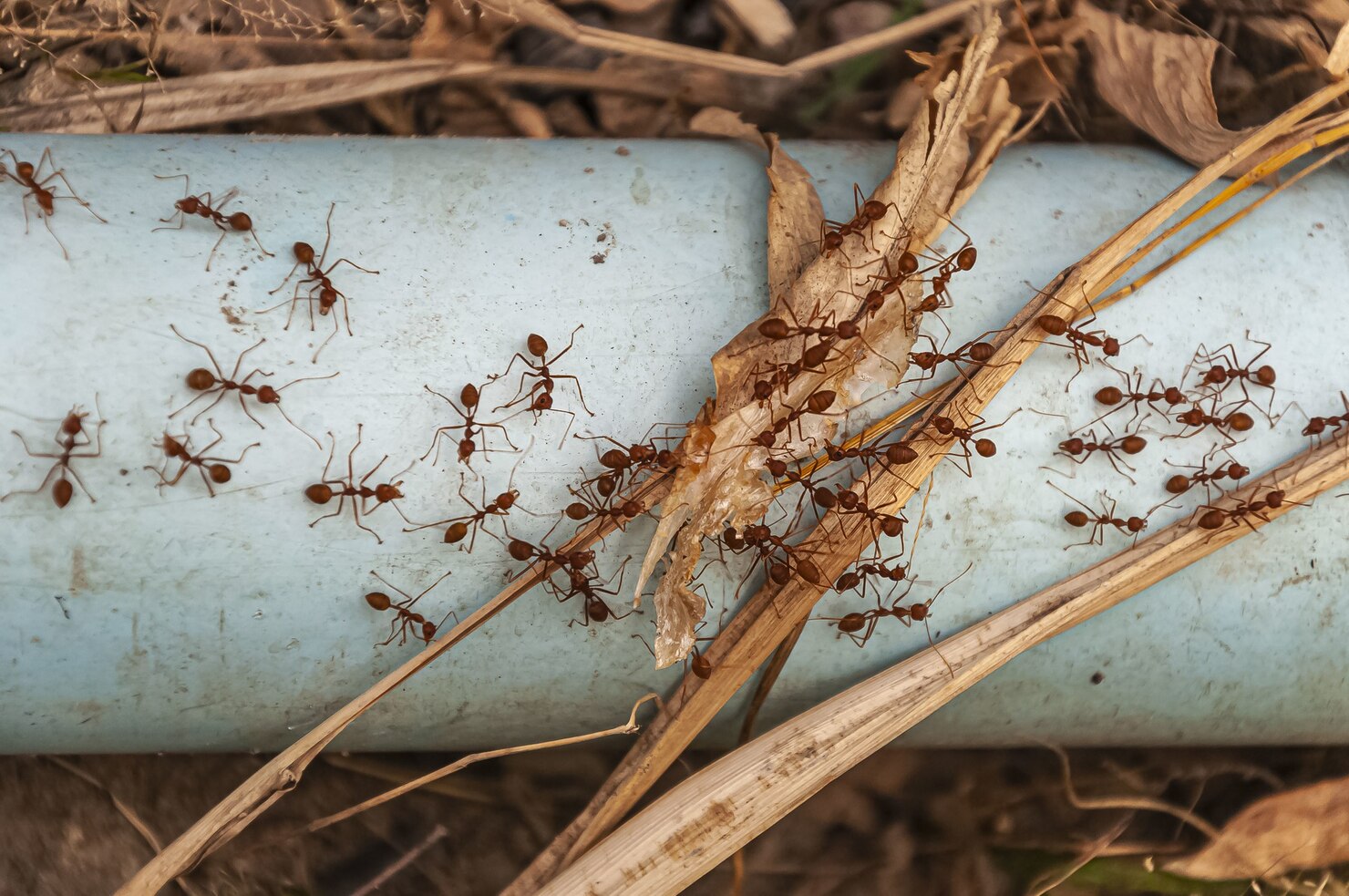 5 Common Winter Pest Infestation