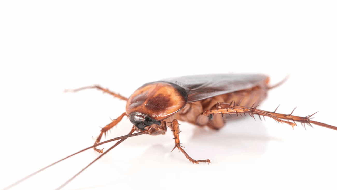 What Attracts Cockroaches in Your House?