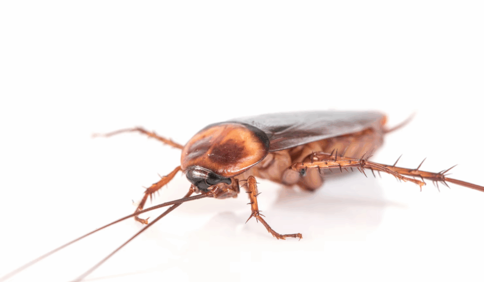 What Attracts Cockroaches in Your House?