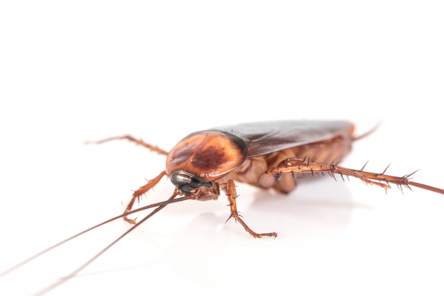What Attracts Cockroaches in Your House?