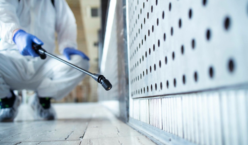 Common Cockroach Problems in Singapore and How to Address Them