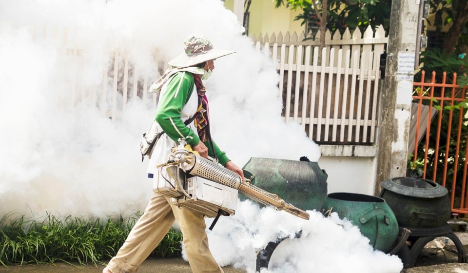 Why Pests Are Invading Singapore Homes and How to Prevent Them
